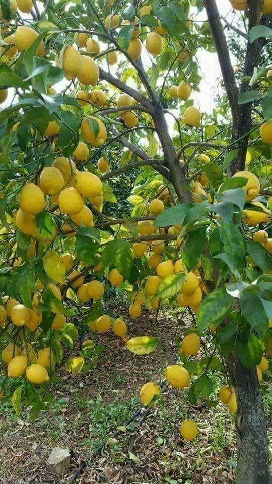 Limonun faydası